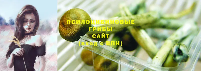 ссылка на мегу ССЫЛКА  Короча  Галлюциногенные грибы Psilocybe 